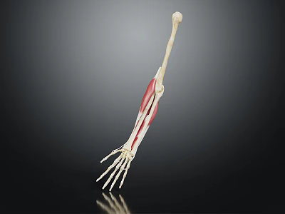 Detailed Anatomical Arm Skeleton with Muscles Displayed on Black Background 3d model