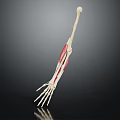 Detailed Anatomical Arm Skeleton with Muscles Displayed on Black Background
