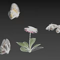 Different Colored Butterflies Flying Around Pink Flower With Green Leaves And Shadows