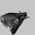 Detailed Animal Skull With Natural Bone Structure Isolated On Black Background