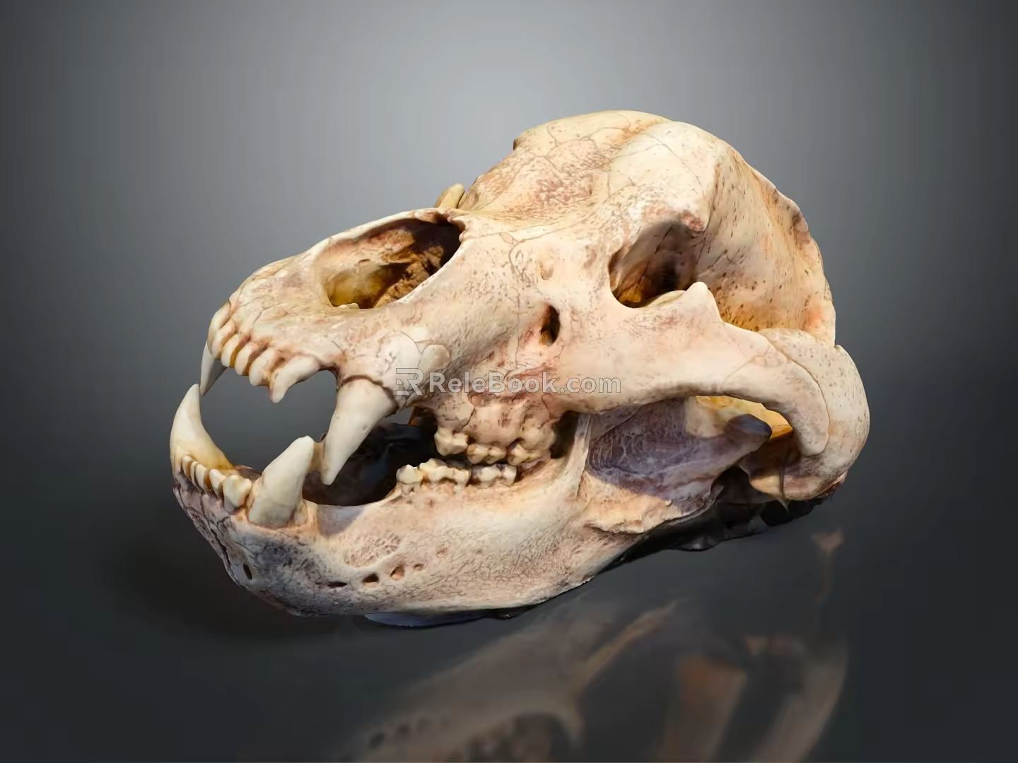Modern Skull Animal Skull Fossil Skull Skeleton 3d model