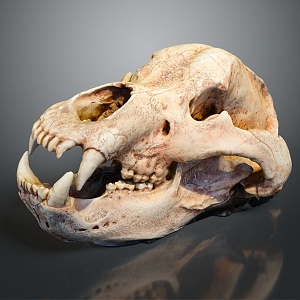 Modern Skull Animal Skull Fossil Skull Skeleton 3d model