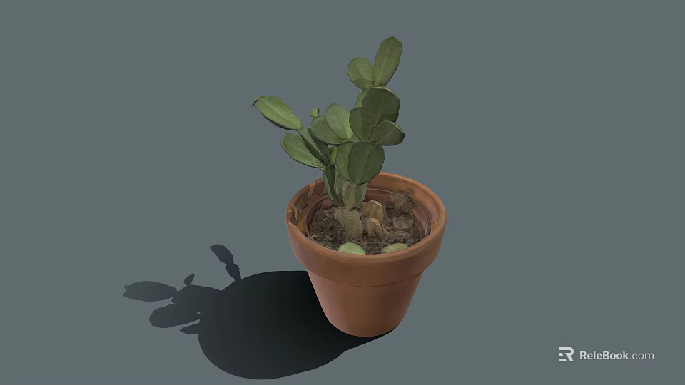 Succulent Plant With Green Leaves In Terracotta Pot On Gray Background With Shadow 3d model 