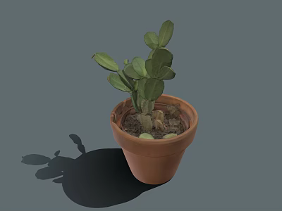 Succulent Plant With Green Leaves In Terracotta Pot On Gray Background With Shadow 3d model