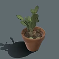 Succulent Plant With Green Leaves In Terracotta Pot On Gray Background With Shadow