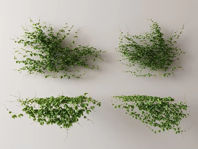 Four Different Lush Green Vine Plant Varieties With Trailing Growth For Indoor Decoration 3d model