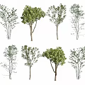 Various Arbor Trees With Different Canopy Shapes And Lush Foliage 3d model