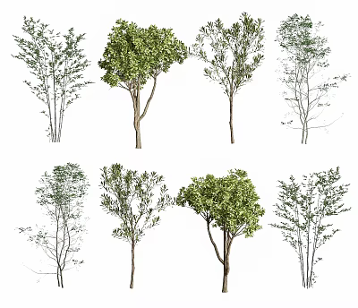 Various Arbor Trees With Different Canopy Shapes And Lush Foliage 3d model