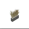 Bonsai Potted Plant of Golden Yellow Wheat in Gray Rectangular Concrete Pot