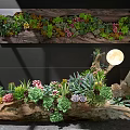 Succulent Bonsai Plants In Wooden Log Planter With Colorful Foliage And Natural Art Decor