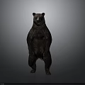 Standing Brown Bear in Upright Posture Isolated on Gray Background with Realistic Details