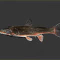 Red and Black Fish With Shiny Scales And Reflection On Dark Background