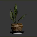 Green Plant With Long Leaves In Wicker Basket On Blue White Saucer Against Gray Background