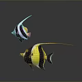 Two Vibrant Striped Fish With Long Fins Featuring Yellow Black And White Patterns