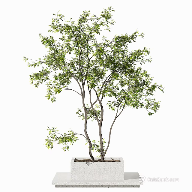 Bonsai Plant With Green Lush Foliage And Multiple Trunks In White Square Pot 3d model 