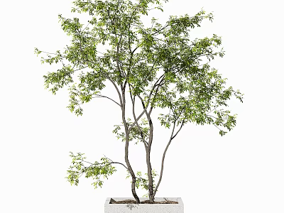 Bonsai Plant With Green Lush Foliage And Multiple Trunks In White Square Pot 3d model