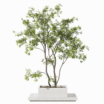 Bonsai Plant With Green Lush Foliage And Multiple Trunks In White Square Pot 3d model