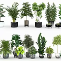 Various Green Indoor Potted Plants With Different Stylish Planters For Home Decor