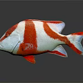 Vibrant Red And White Striped Fish With Colorful Fins On Dark Background