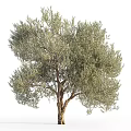 Landscape trees, big trees, street trees 3d model