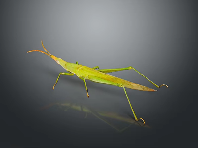 Green Grasshopper With Slender Body Long Antennae And Hind Legs On Dark Background With Reflection 3d model
