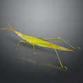 Green Grasshopper With Slender Body Long Antennae And Hind Legs On Dark Background With Reflection
