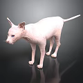 Sphynx Cat With Hairless Pink Skin And Blue Eyes Standing On Smooth Surface