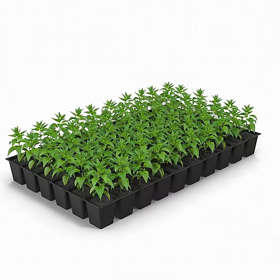 Modern Seedling Flower Seedling Vegetable Seedling Plant Pot 3d model