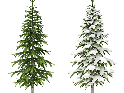 Two Evergreen Trees One Green Lush And One Snow Covered With Branches 3d model