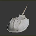 Horseshoe Crab With Pale White Hard Carapace And Long Tail Spine Structure