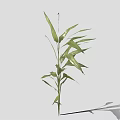 Fresh Green Bamboo Plant With Long Stems And Lush Leaves For Indoor Decor