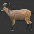 Brown and Black Goat With Curved Horns Standing on Black Surface Against Gray Background