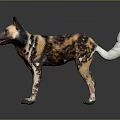 Realistic African Wild Dog 3D Model With Spotted Fur Large Ears And White Tail