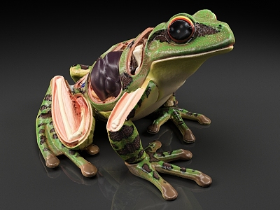 frog animal biological structure biological specimen teaching equipment 3d model