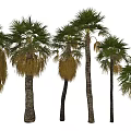 Various Palm Trees With Different Trunks And Green Yellow Fronds For Landscape Design