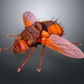 Macro Shot Of Detailed Orange Brown Fly With Transparent Wings Red Compound Eyes