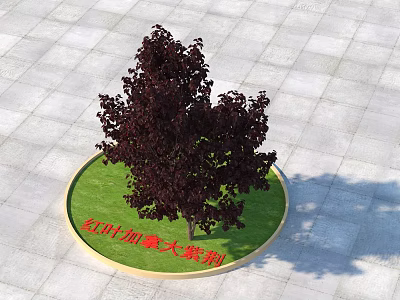 Red Leaf Canadian Redbud Arbor in Circular Green Lawn Setting 3d model