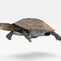 Modern Turtle 3d model