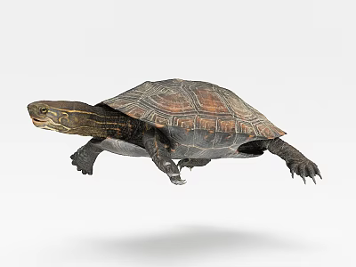 Brown Patterned Shell Turtle As Aquatic Reptile With Extended Limbs Swimming 3d model Brown Patterned Shell Turtle As Aquatic Reptile With Extended Limbs Swimming 3d model