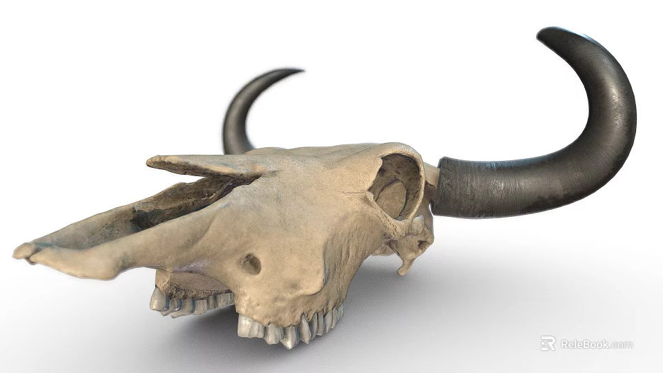 Detailed Bull Skull With Black Horns And Skeletal Features On White Background 3d model 
