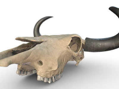 Detailed Bull Skull With Black Horns And Skeletal Features On White Background 3d model