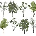 Various Ornamental Trees With Different Foliage Shapes And Trunk Structures 3d model