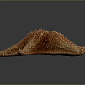 Close Up View Of Brown Starfish With Detailed Textured Surface On Dark Background