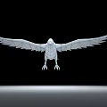 Black Crow With Spread Wings Flying Against Black Background And Gray Line Below