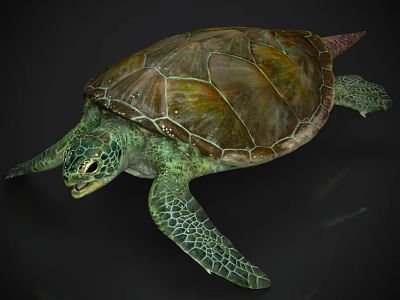 Sea Turtle With Intricate Green And Brown Shell And Webbed Flippers As Aquatic Creature 3d model