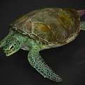 Sea Turtle With Intricate Green And Brown Shell And Webbed Flippers As Aquatic Creature
