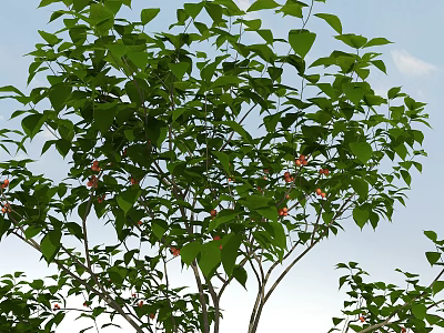 Lush Deciduous Tree with Green Leaves and Red Flowers Against Blue Sky 3d model