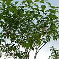 Lush Deciduous Tree with Green Leaves and Red Flowers Against Blue Sky