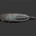 Iridescent Pink And Blue Fish With Red Eyes On Gray Background And Reflection