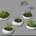 Indoor Moss Decor With White Pots Ferns And Small Stones Arrangement